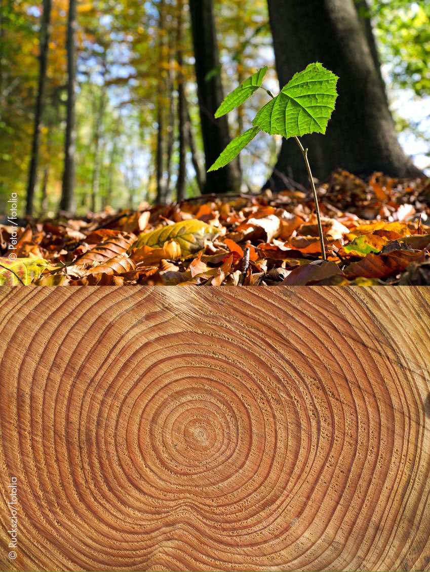 Natürlicher Baustoff Holz